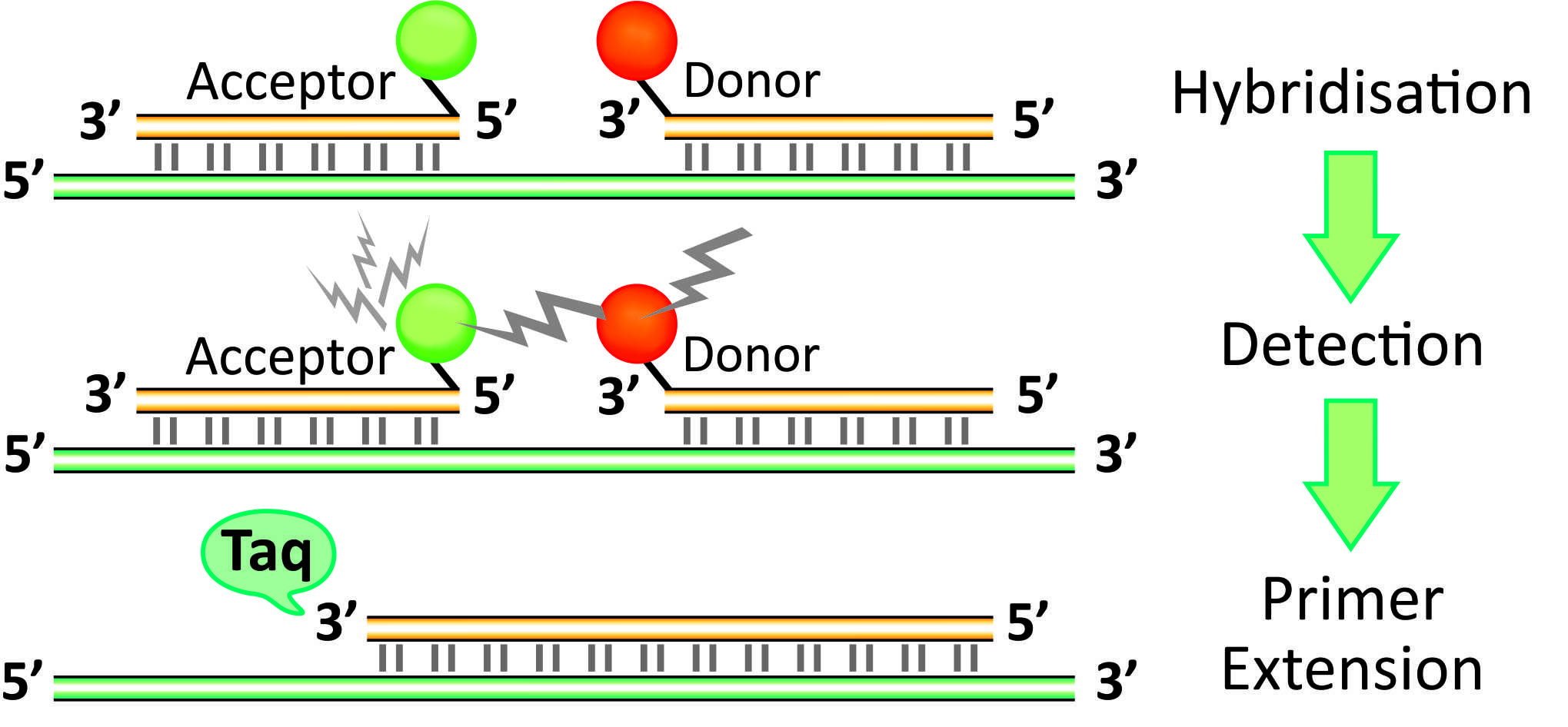 8 Gene terra - (PCR method with FRET probes) (file in vector)(ru)