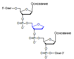 2dideoxyribose-Abasic- General Structure - рус.png