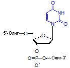 2deoxyUridine- General Structure - рус.png